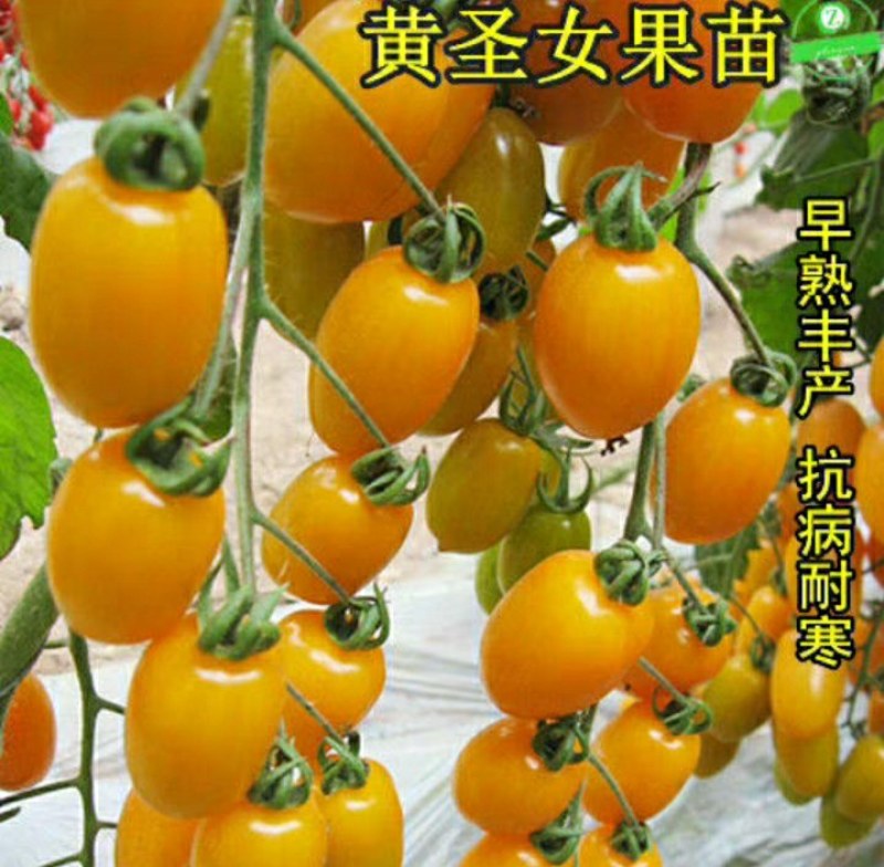 12.8元10棵苗包邮【包邮番茄秧苗带土西红柿