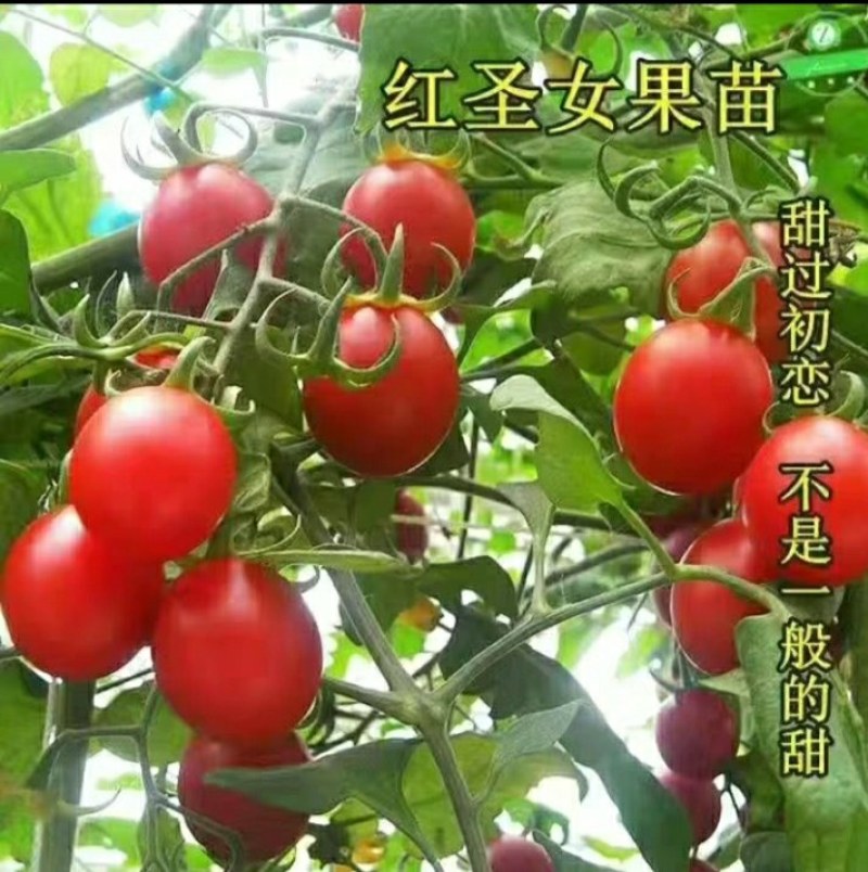 12.8元10棵苗包邮【包邮番茄秧苗带土西红柿