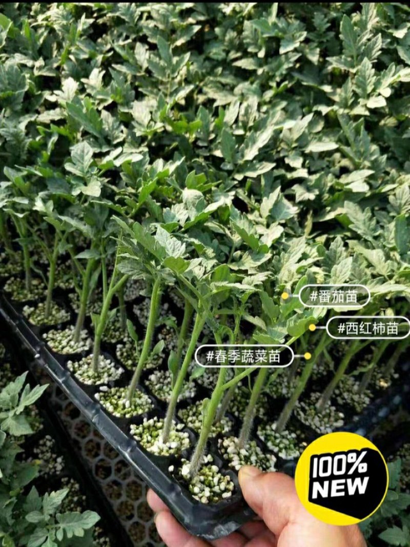 12.8元10棵苗包邮【包邮番茄秧苗带土西红柿