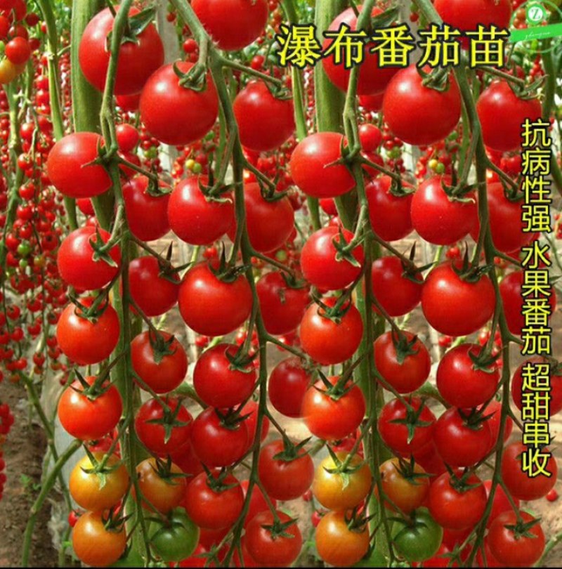 12.8元10棵苗包邮【包邮番茄秧苗带土西红柿
