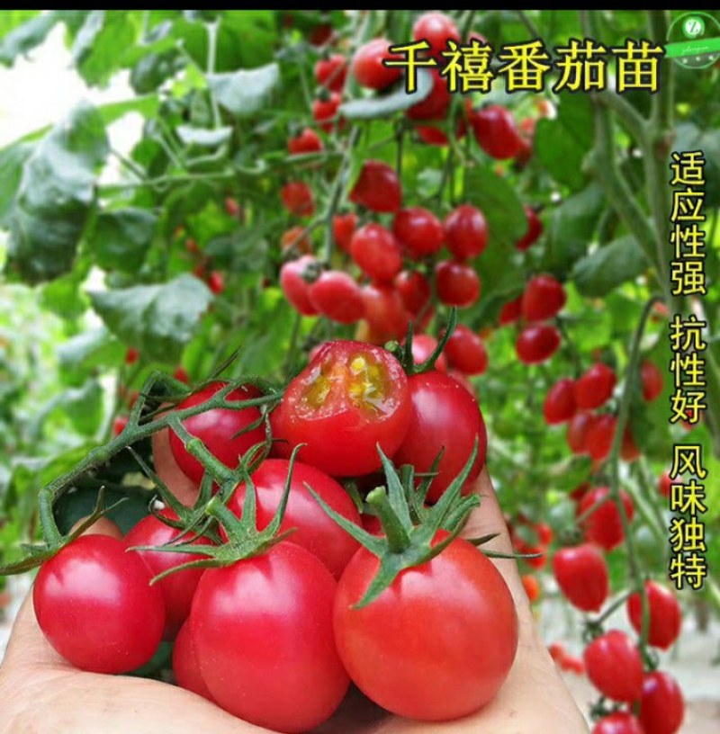 12.8元10棵苗包邮【包邮番茄秧苗带土西红柿
