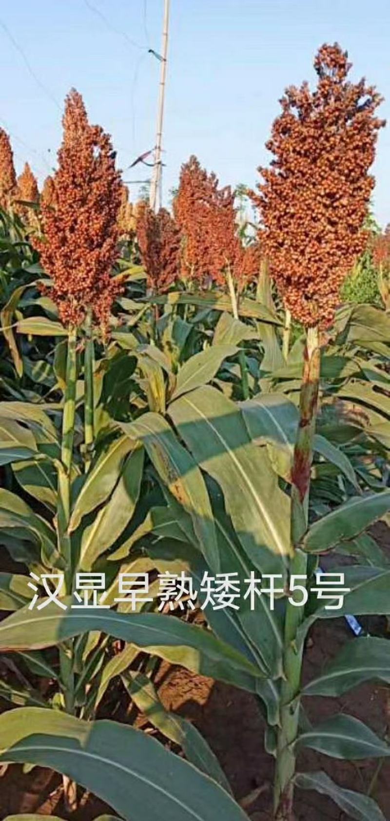 汉青早熟五号株高一米二积温二千三以上