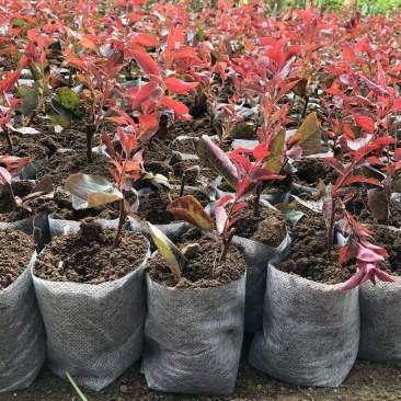无纺布育苗袋加厚种植袋果蔬种植袋营养钵植树袋厂家苗莆