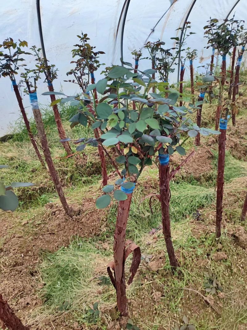 高杆月季