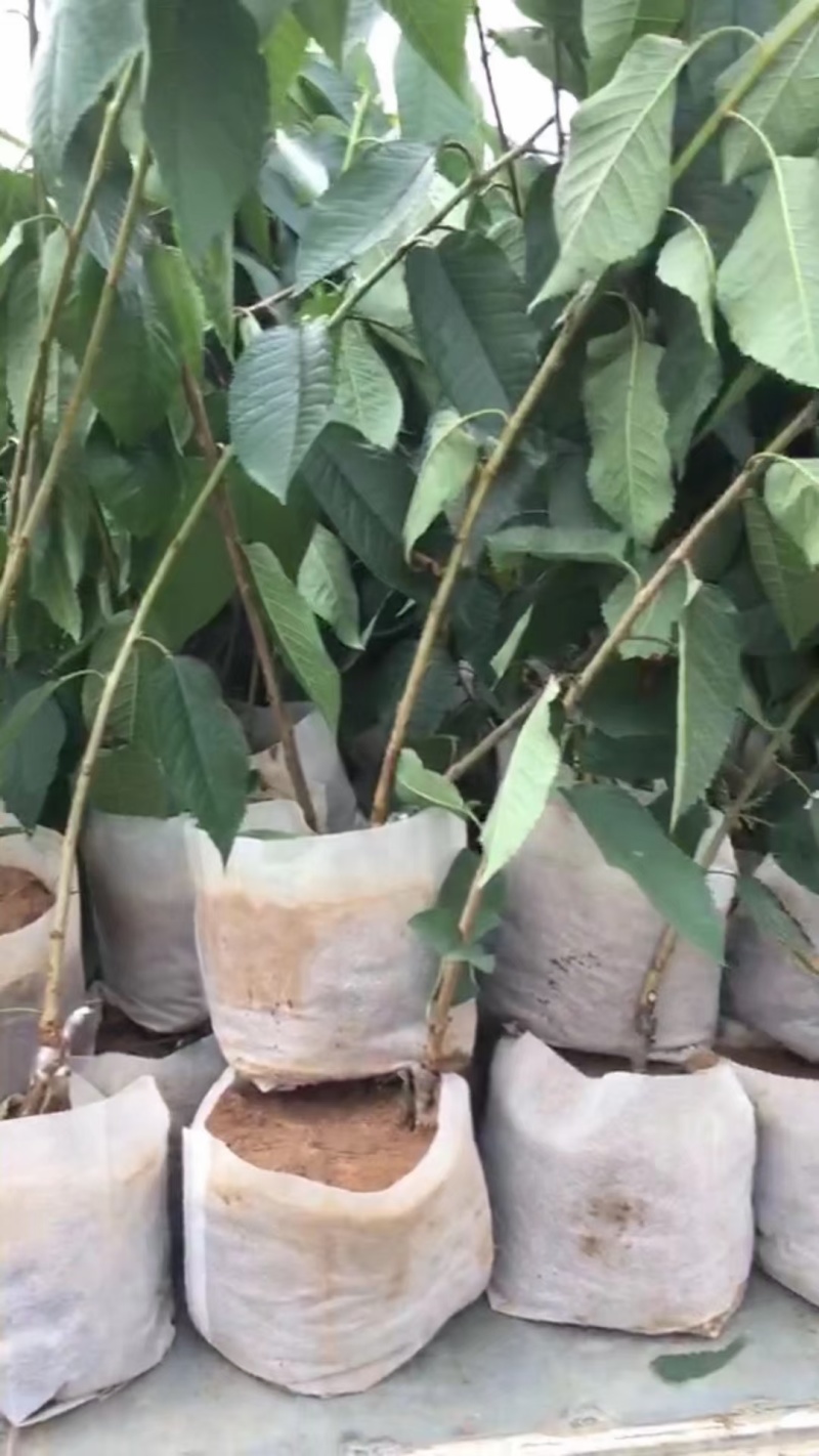 无纺布育苗袋加厚种植袋果蔬种植袋营养钵植树袋厂家苗莆