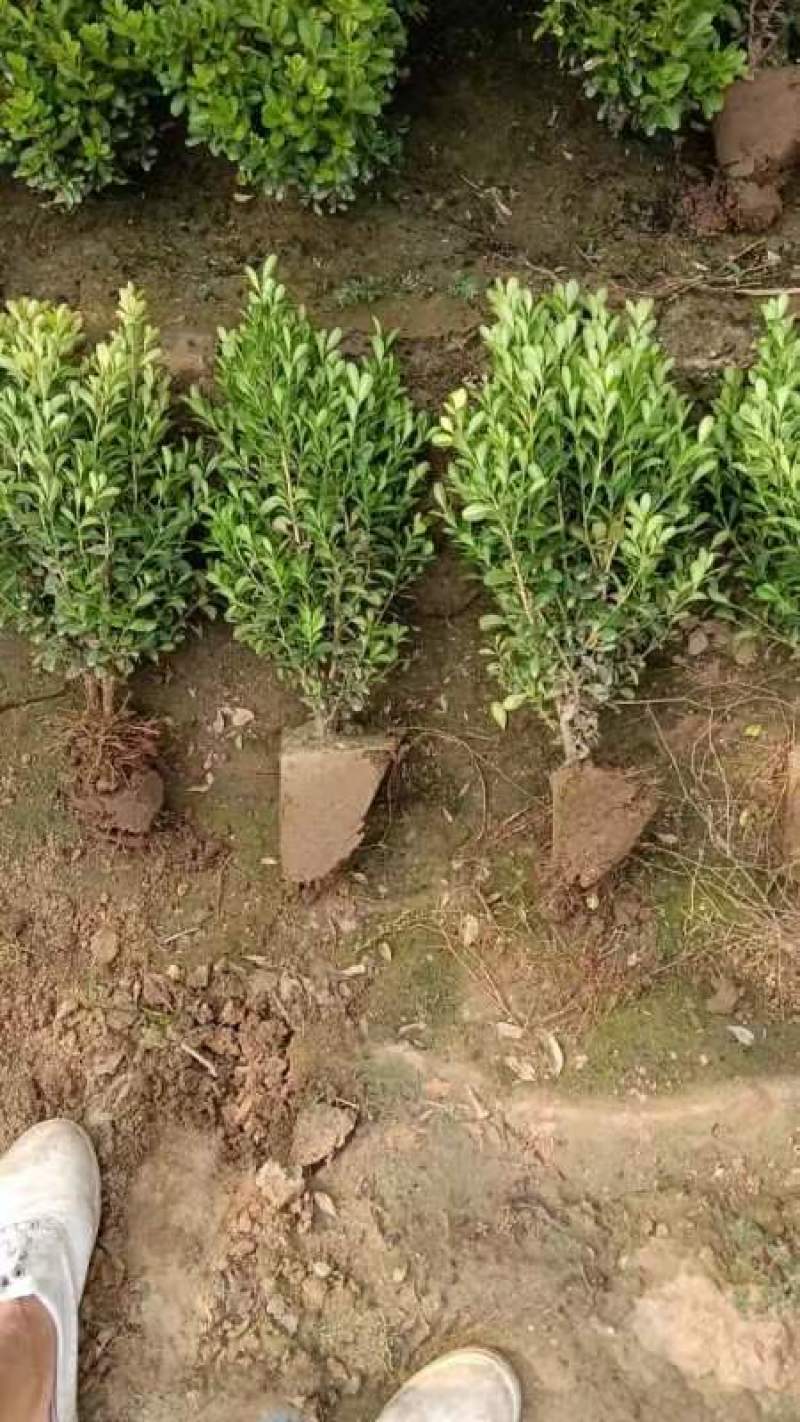小叶黄杨大冠幅基地直发土球包装全国发货