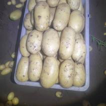 荷兰15土豆