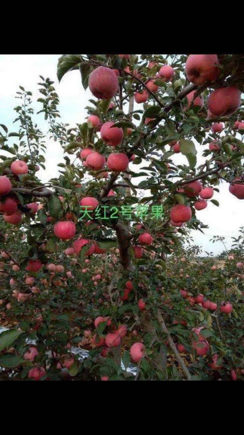 腾地处理天红2号苹果苗，3年生苗，1.5公分到3公分