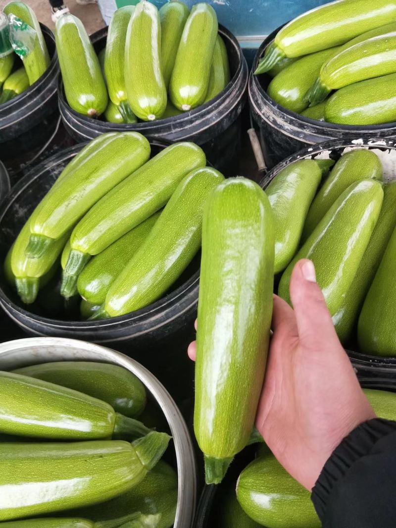 绿皮西葫芦山东西葫芦万亩基地持续供应对接全国市场