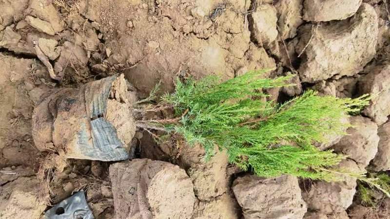 沙地柏基地大量供应沙地柏营养杯土球苗都量