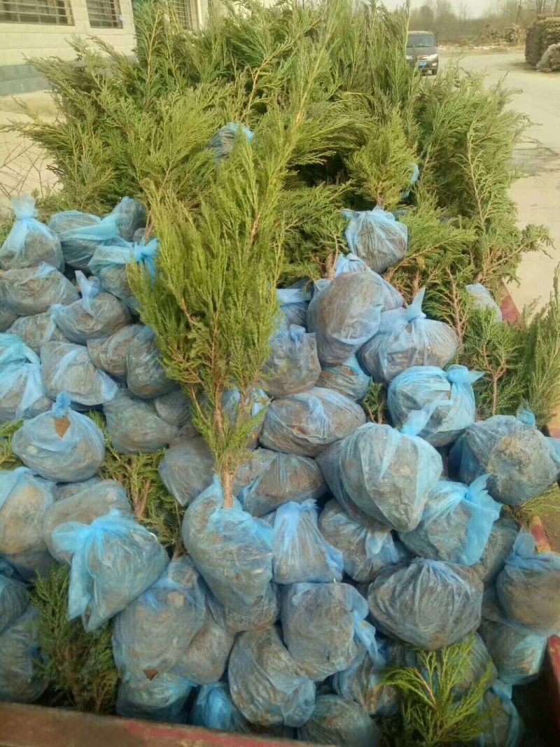 沙地柏基地大量供应沙地柏营养杯土球苗都量