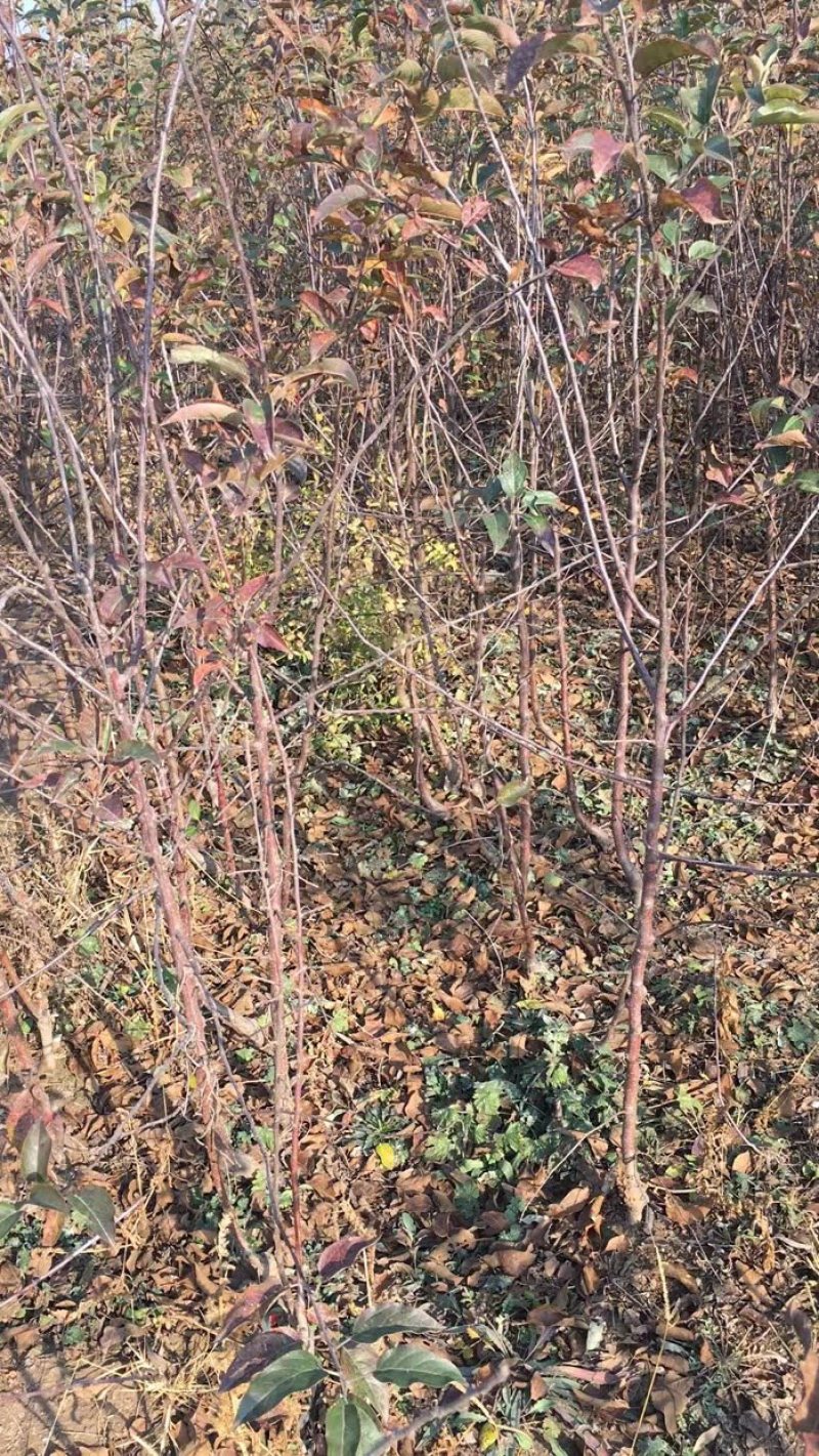 腾地处理天红2号苹果苗，3年生苗，1.5公分到3公分