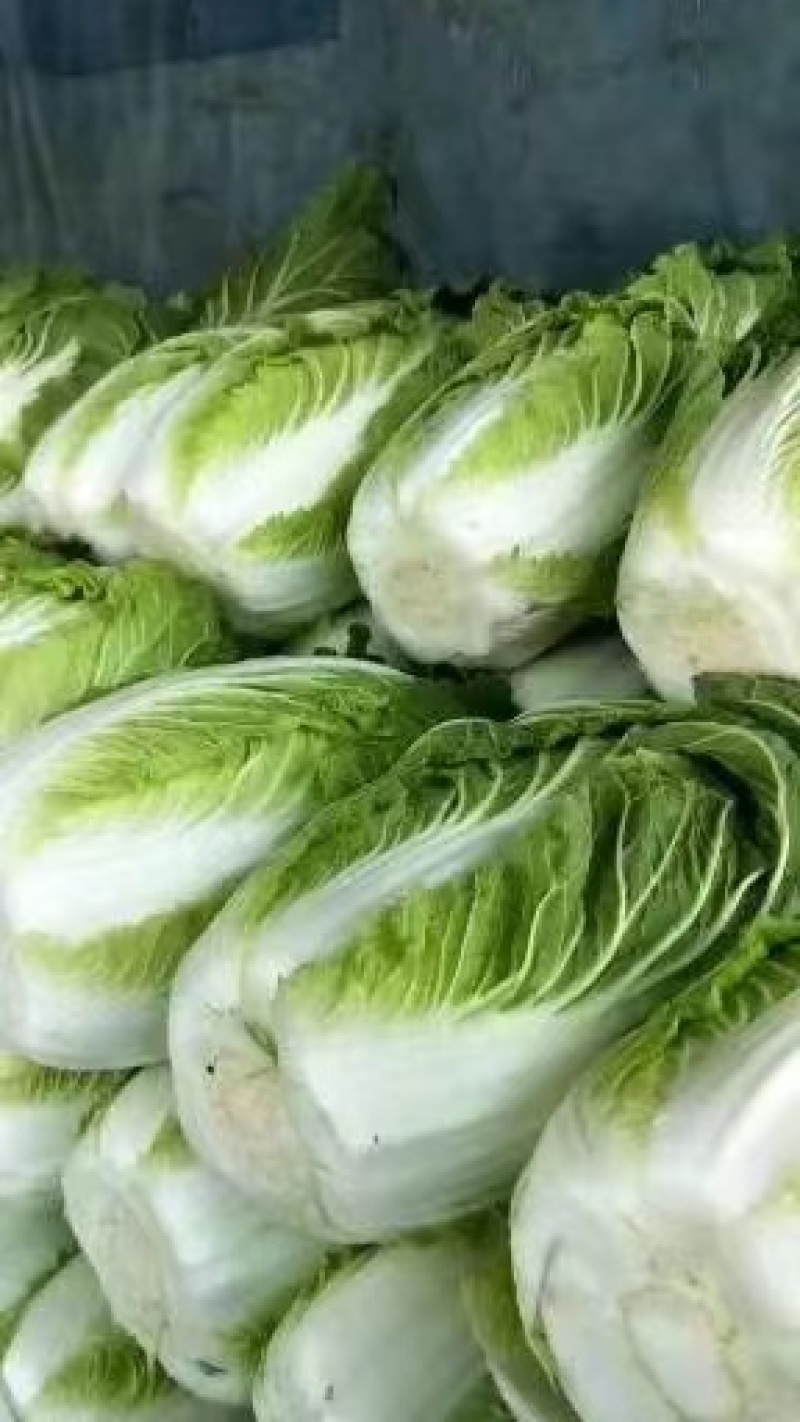 大白菜，黄心大白菜，心实出菜多，货量充足质量好。