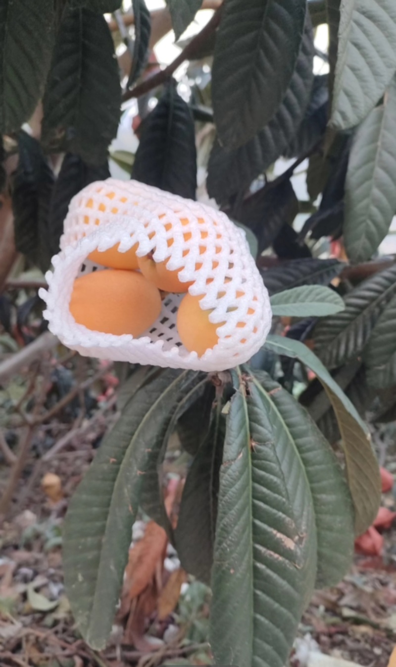 大五星枇杷