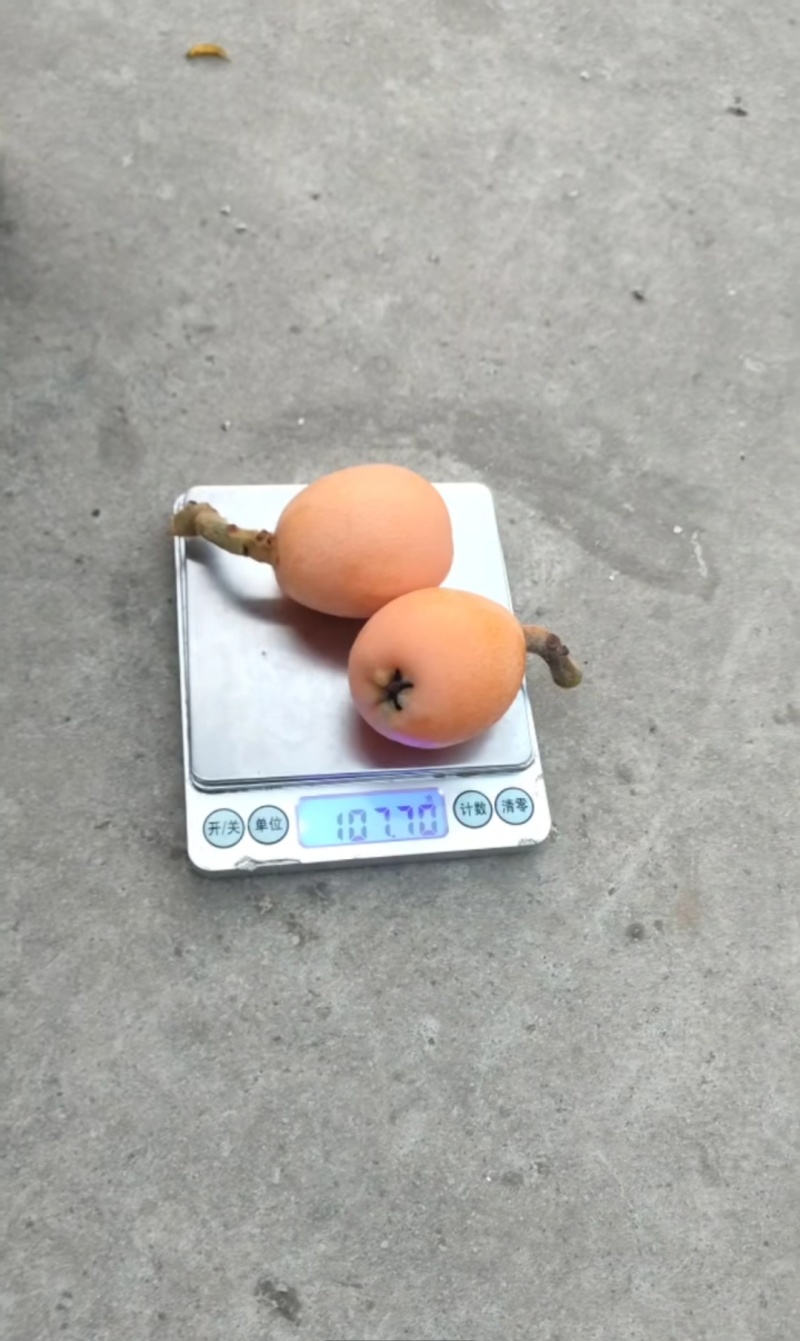 大五星枇杷