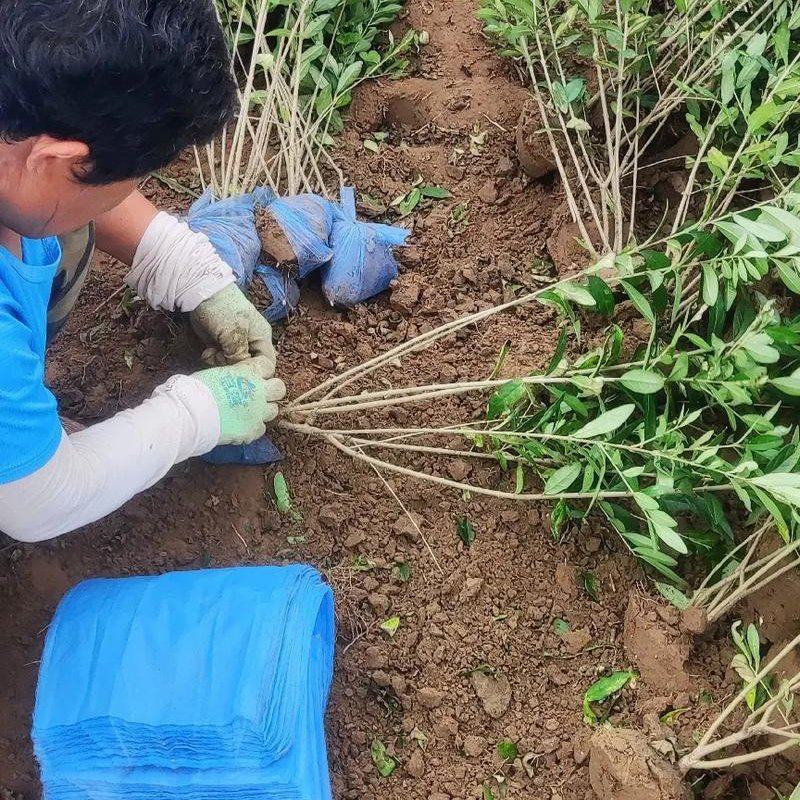 水蜡基地大量供应水蜡大冠幅枝条粗壮