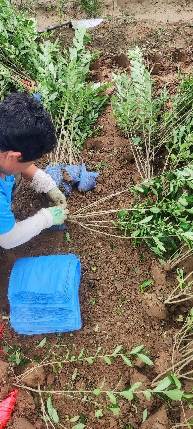 水蜡基地大量供应水蜡大冠幅枝条粗壮