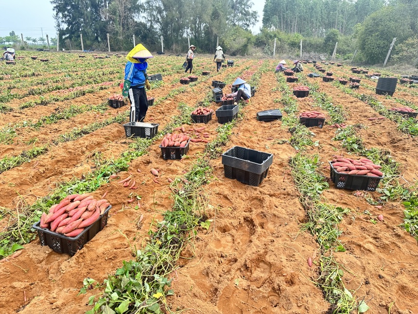西瓜红红薯采收现场图