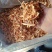 【虫草花】内蒙虫草花大量供应可视频看货品质保证