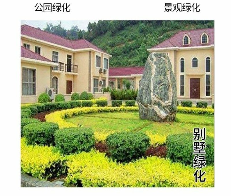 小叶女贞树苗四季常青室外庭院别墅小区绿篱苗道路绿化耐寒不