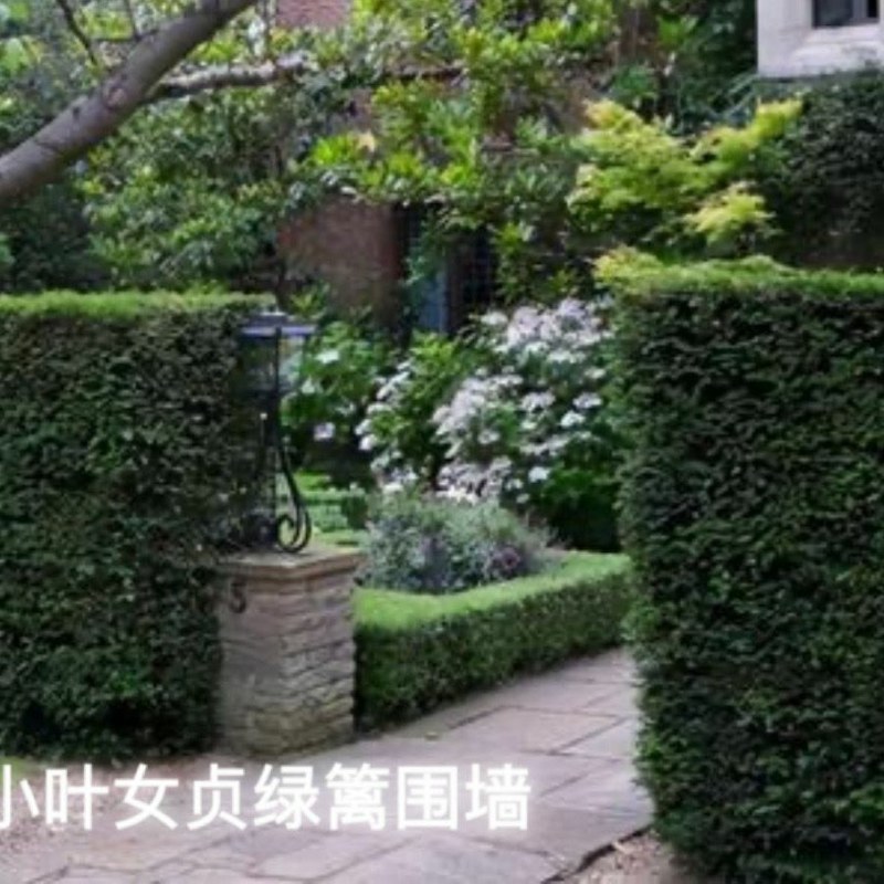 小叶女贞树苗四季常青室外庭院别墅小区绿篱苗道路绿化耐寒不
