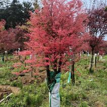 三季红枫、日本红枫、鸡爪槭、泰乐、黄金流泉、羽毛枫、