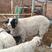 卖大种羊谁要大约230斤