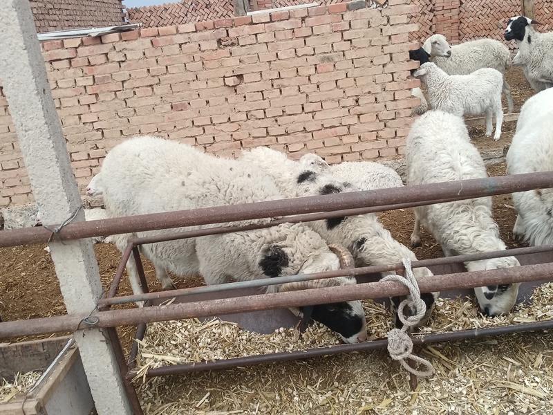 卖大种羊谁要大约230斤