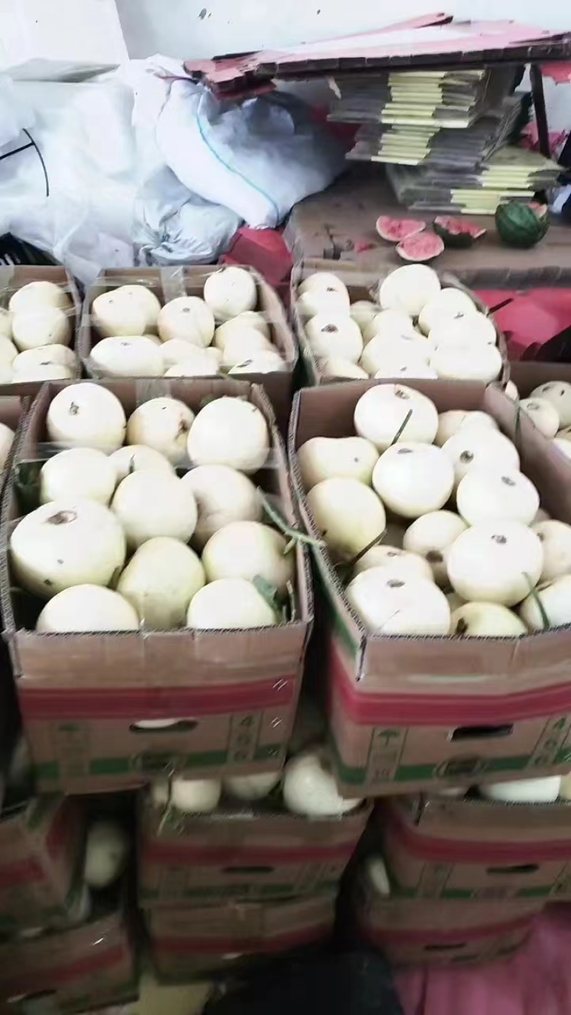 白甜瓜白沙蜜，大量上市，品质保证，对接全国客商