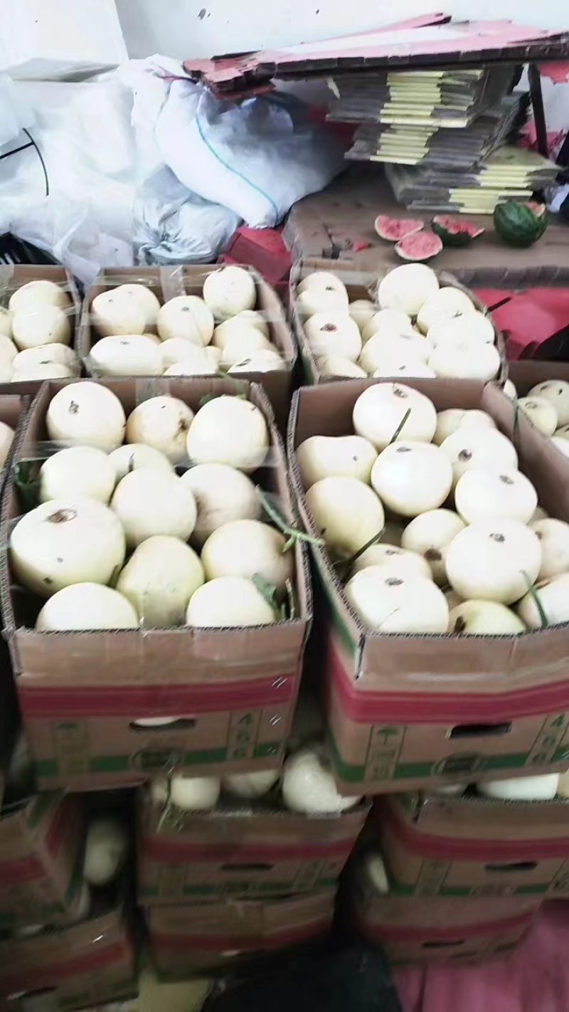 白甜瓜白沙蜜，大量上市，品质保证，对接全国客商