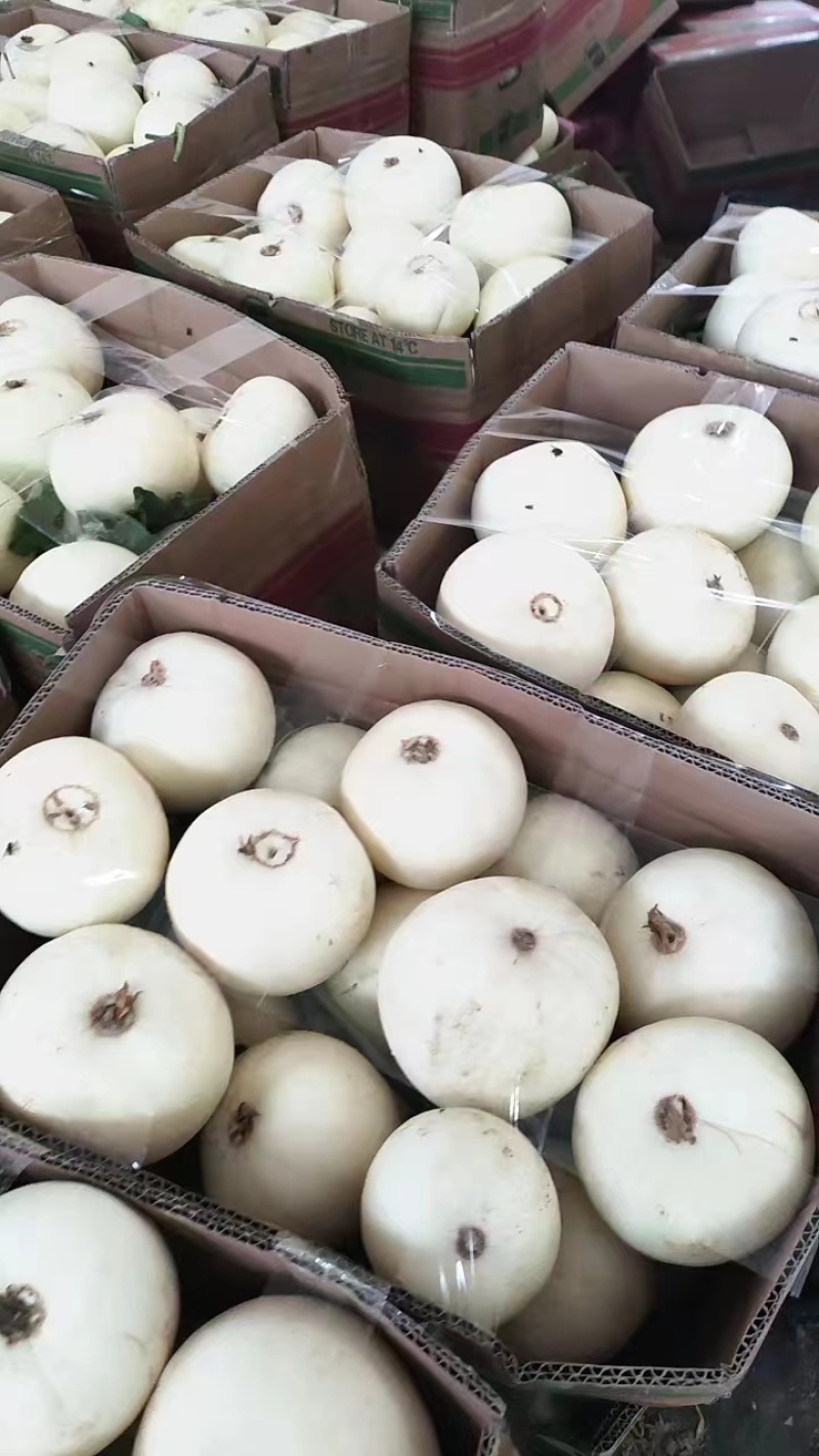 白甜瓜白沙蜜，大量上市，品质保证，对接全国客商