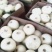 白甜瓜白沙蜜，大量上市，品质保证，对接全国客商