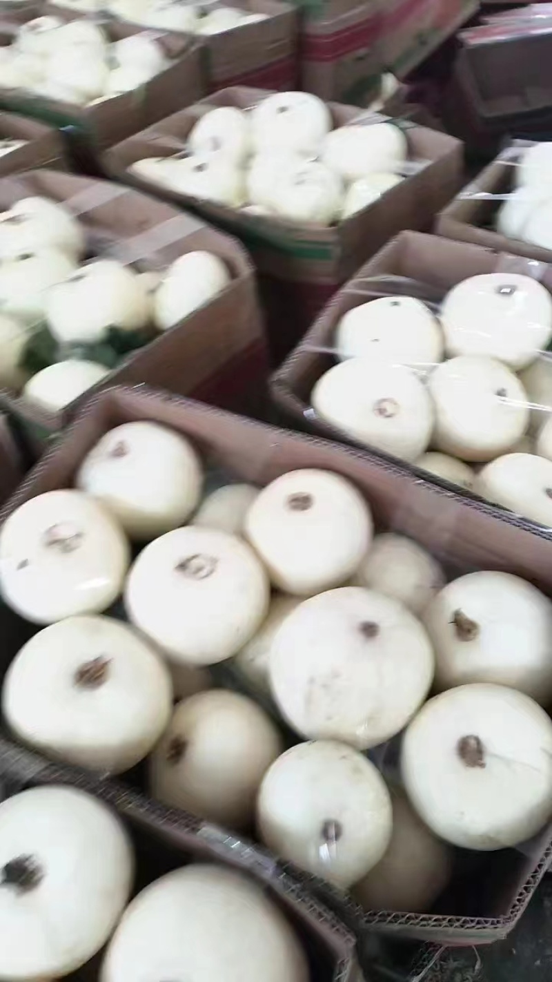 白甜瓜白沙蜜，大量上市，品质保证，对接全国客商