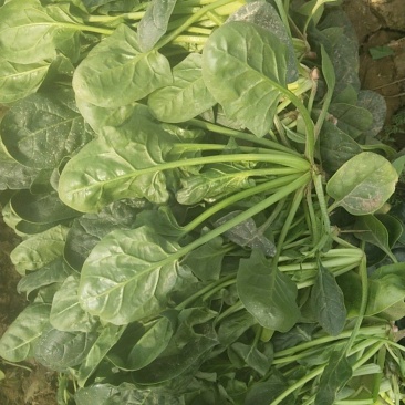 优质菠菜供应，欢迎客商前来采购，打捆地趴都可供，量大从优