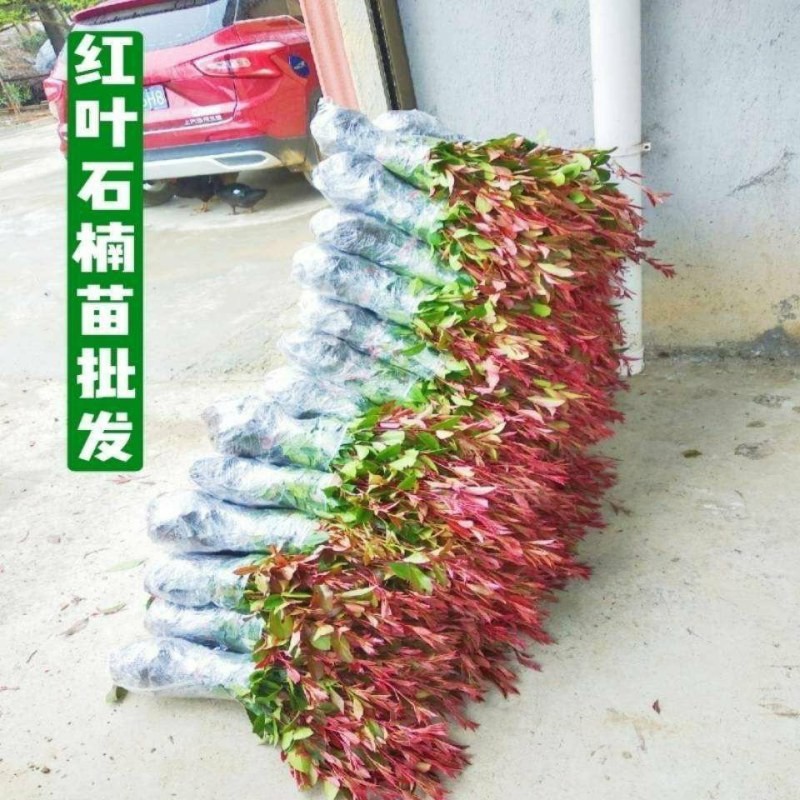 红叶石楠绿化苗四季常青庭院绿化苗木树苗红罗宾篱笆苗石兰
