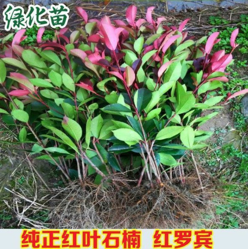 红叶石楠绿化苗四季常青庭院绿化苗木树苗红罗宾篱笆苗石兰