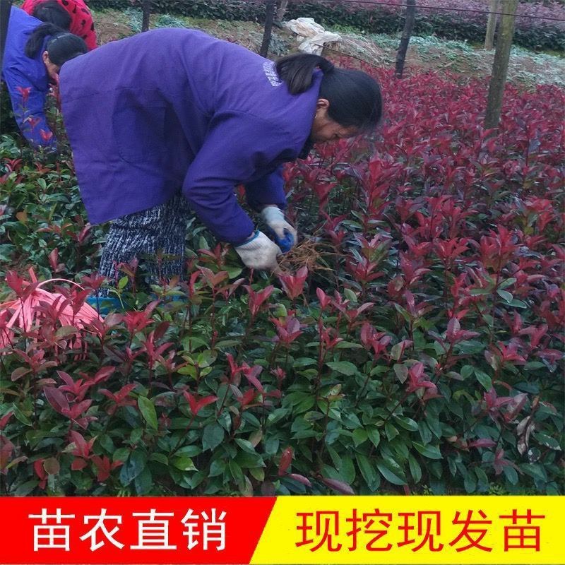 红叶石楠绿化苗四季常青庭院绿化苗木树苗红罗宾篱笆苗石兰