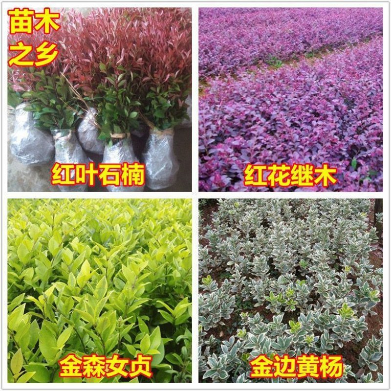 红叶石楠绿化苗四季常青庭院绿化苗木树苗红罗宾篱笆苗石兰