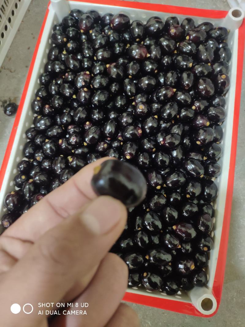 树葡萄