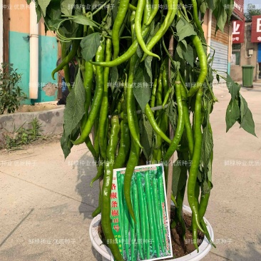 条椒46号线椒苗菜品美观香味浓耐贮运