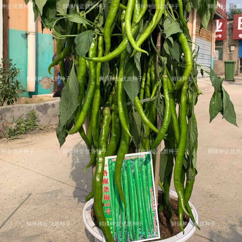 条椒46号线椒苗菜品美观香味浓耐贮运