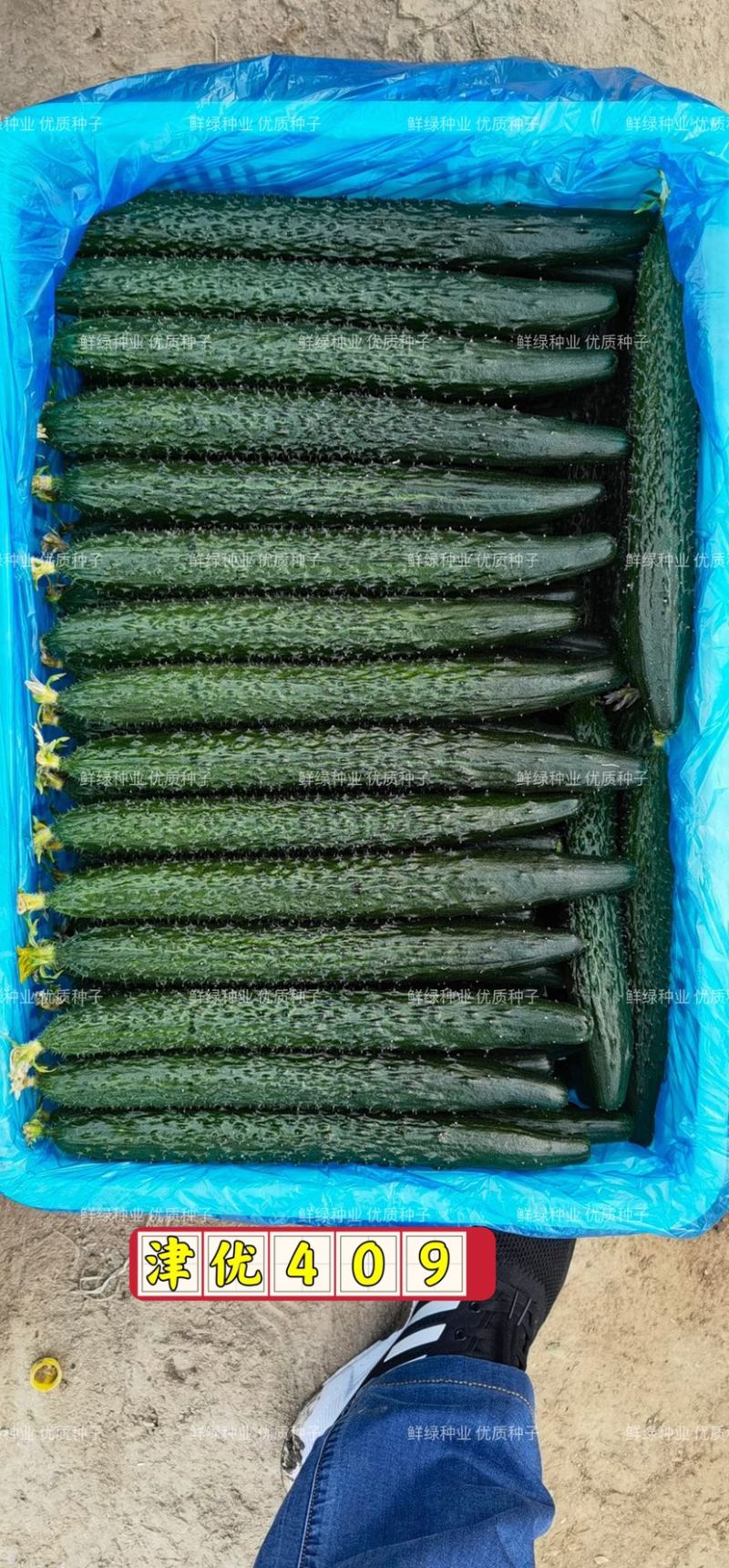 条椒46号线椒苗菜品美观香味浓耐贮运