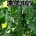 条椒46号线椒苗菜品美观香味浓耐贮运