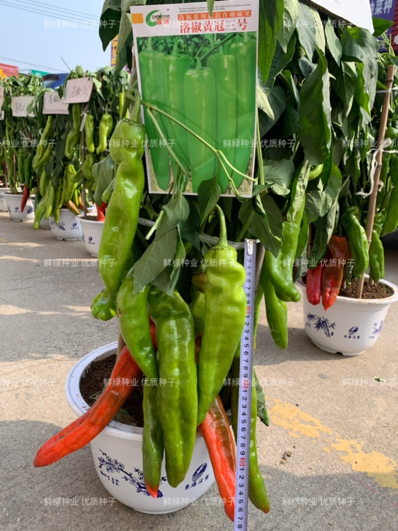 条椒46号线椒苗菜品美观香味浓耐贮运