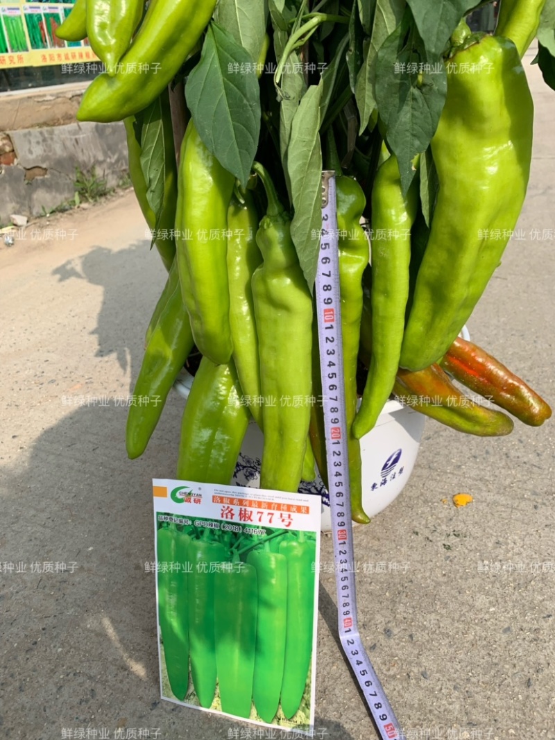 条椒46号线椒苗菜品美观香味浓耐贮运