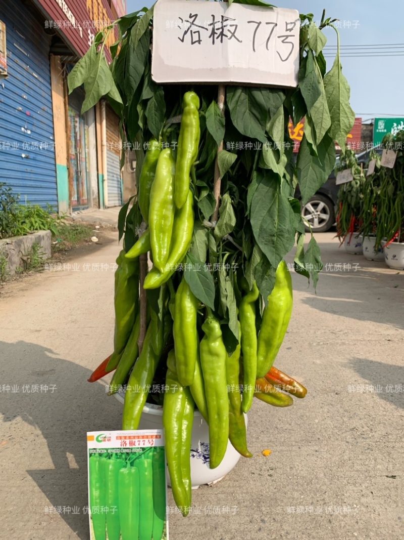条椒46号线椒苗菜品美观香味浓耐贮运