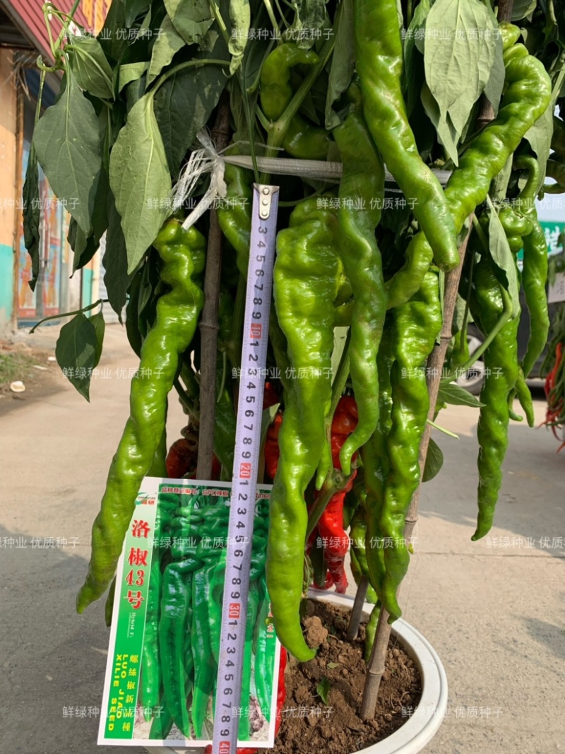 条椒46号线椒苗菜品美观香味浓耐贮运