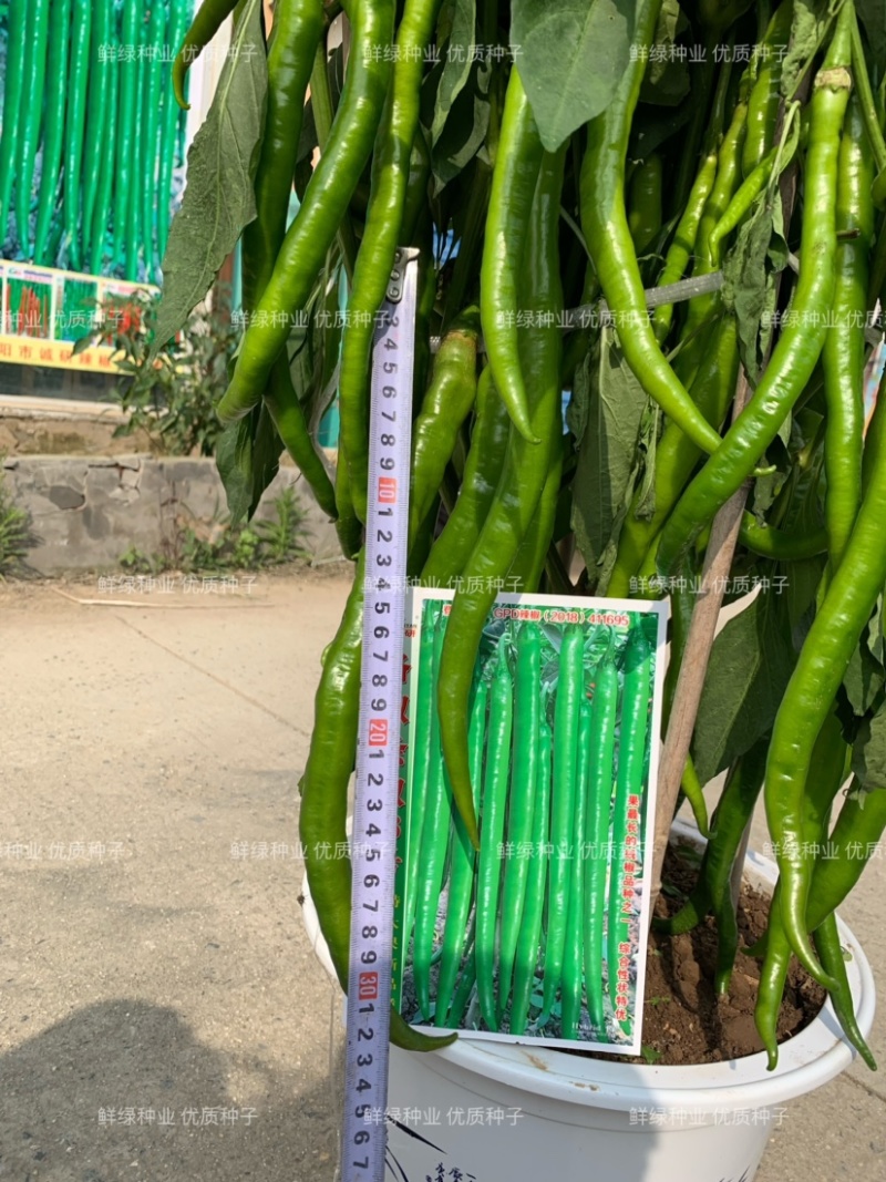 条椒46号线椒苗菜品美观香味浓耐贮运
