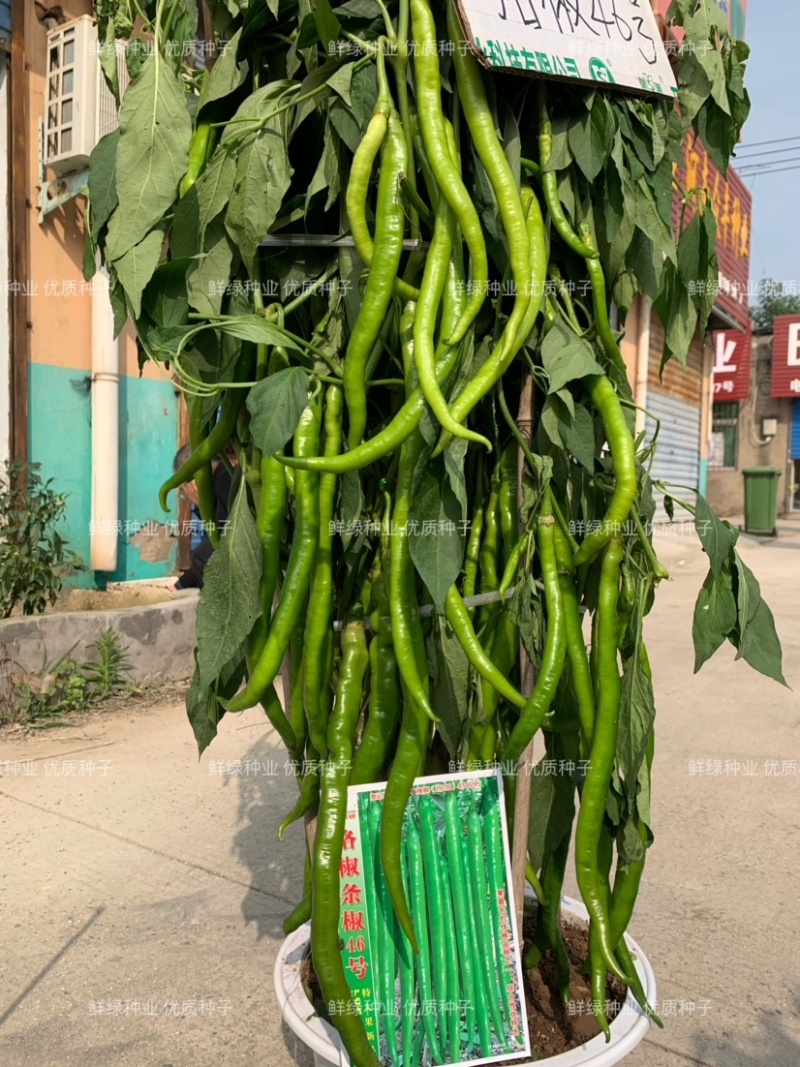 条椒46号线椒苗菜品美观香味浓耐贮运