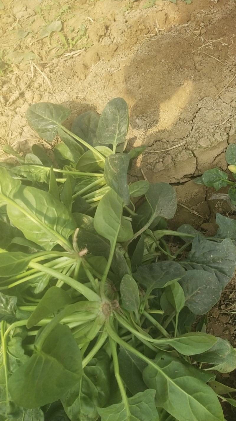 优质菠菜供应，欢迎客商前来采购，打捆地趴都可供，量大从优